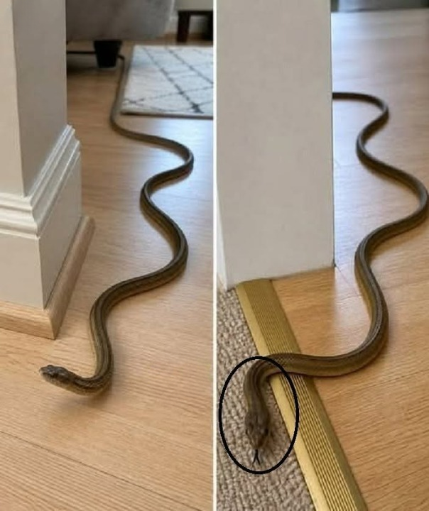 Why Might a Snake Enter Your Home? Common Reasons, Safety Tips, and What to Do If It Happens