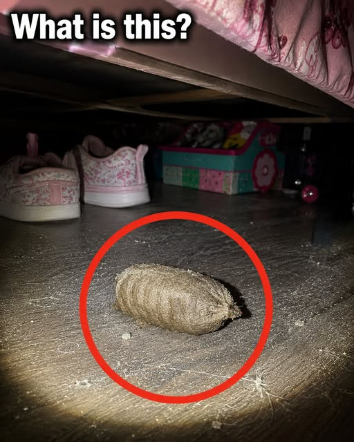 The Unexpected Object Beneath My Daughter’s Bed Became a Lesson in Curiosity and Discovery