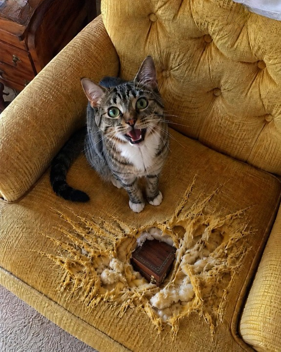 I Almost Donated My Grandmother’s Favorite Armchair—Until Her Faithful Cat Led Me to a Hidden Family Treasure