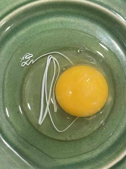 I Cracked an Egg for Breakfast and Found a Strange White Ribbon Inside — Here’s What I Learned