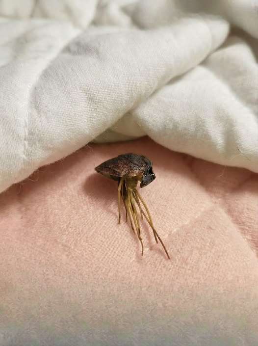 I Thought I Had Discovered a Strange Creature on My Bed After a Long Day at Work—But the Truth Turned an Ordinary Evening Into a Lesson About Perspective