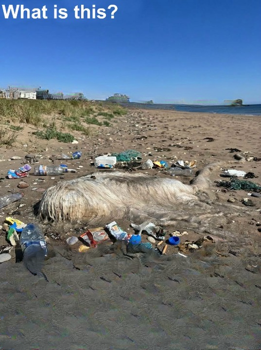 A Beach Walk That Offered a Fresh Perspective on the Shoreline