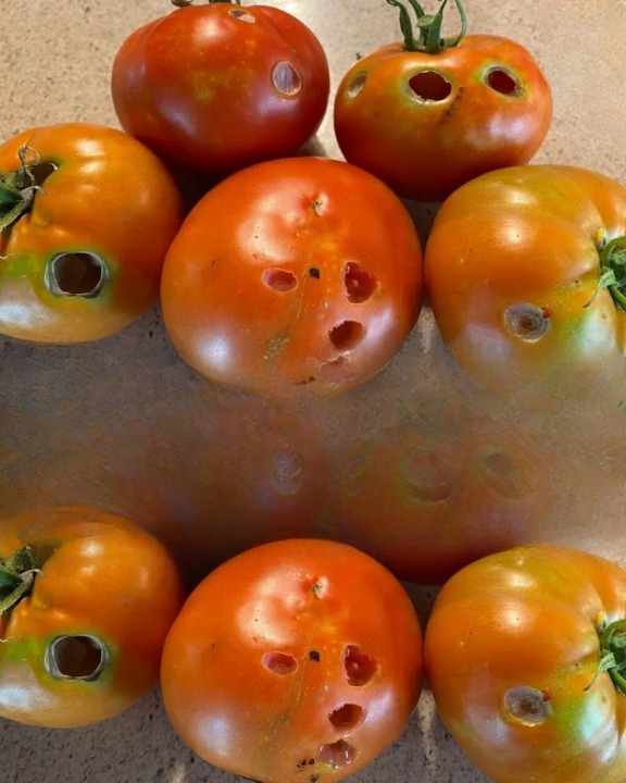 Understanding Holes in Tomatoes: Common Causes, Garden Pest Activity, and Practical Ways to Protect Your Harvest