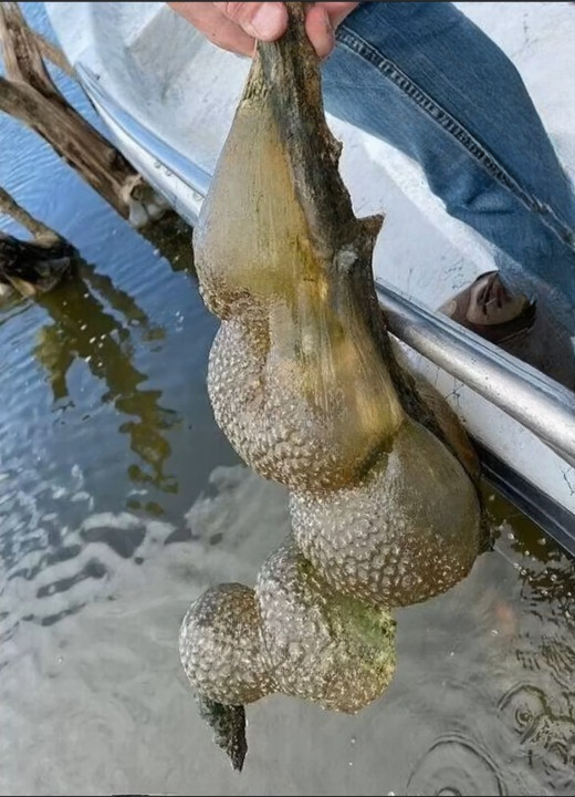 Mysterious Jelly-Like Organisms Found in an Oklahoma Lake Reveal a Fascinating Piece of Natural History