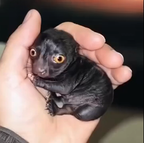 A Tiny Wild Animal Found in the Forest Inspired an Unforgettable Story of Care, Compassion, and Second Chances
