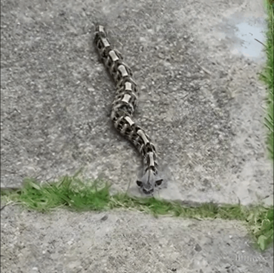 Unexpected Yard Encounter Highlights the Importance of Respecting Local Wildlife and Staying Safe Around Snakes