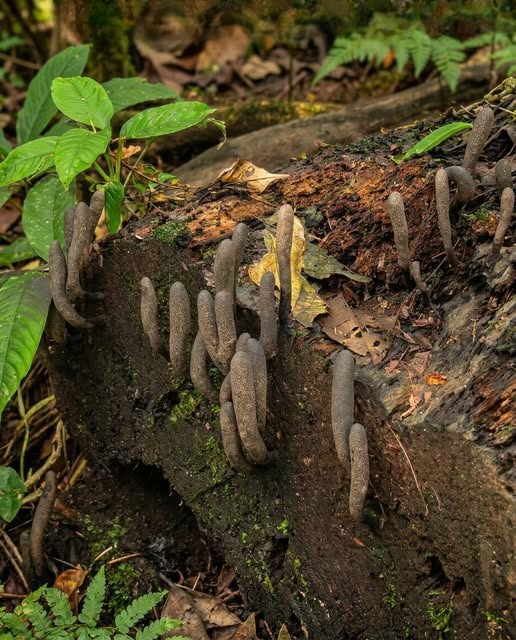 The Strange Forest Fungus That Looks Like a Hand Rising From the Ground: The Fascinating Truth Behind Nature’s Creepiest Illusion