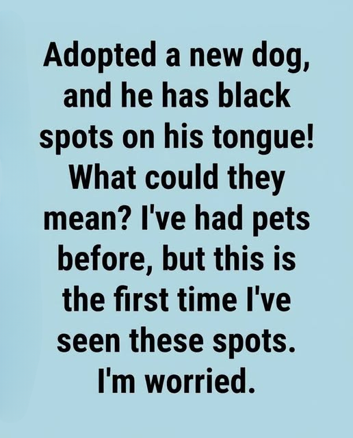 Black Spots on a Dog’s Tongue: What They Usually Mean, When They’re Normal, and When It’s Time to Call Your Veterinarian