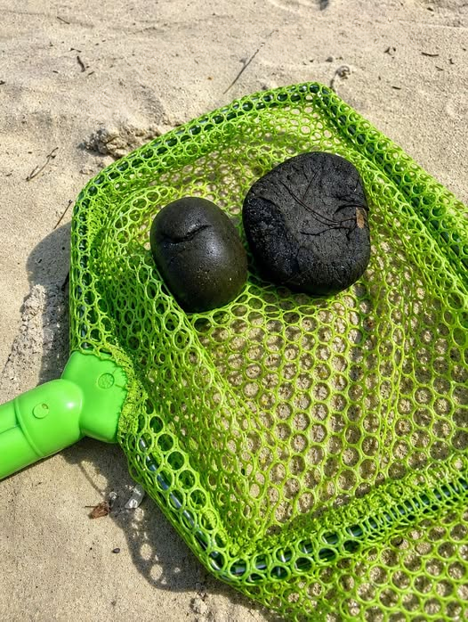 Secrets of the Shore: The Surprising Truth Behind Pensacola’s Mysterious Mudballs