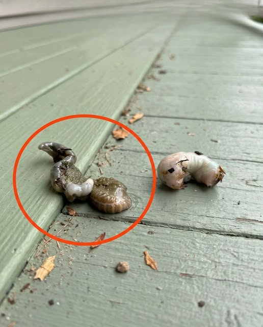 I Walked Onto My Balcony and Found a Strange White Object—The Real Explanation Was Much Simpler Than I Expected