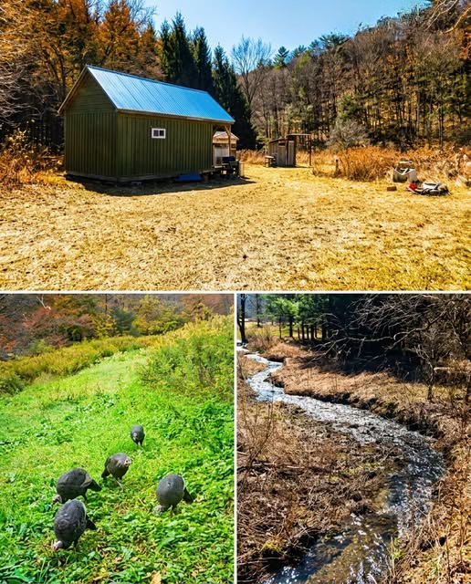 Discover a 50-Acre Rustic Retreat: A Private Cabin Escape Surrounded by Nature