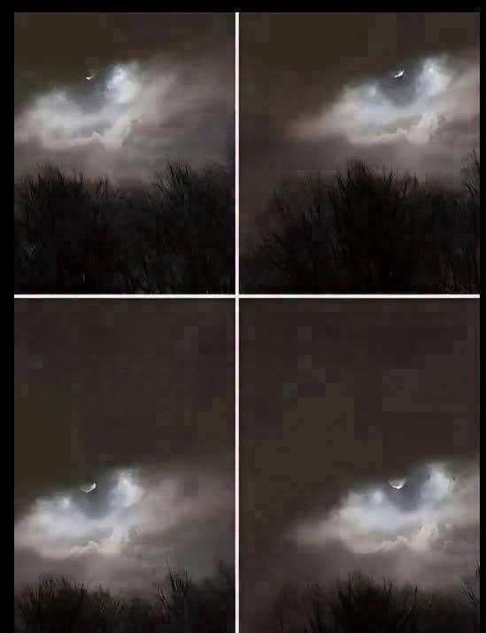 The Mystery in the Woods: Decoding the Bizarre Photograph Taken Just 21 Kilometers from Home