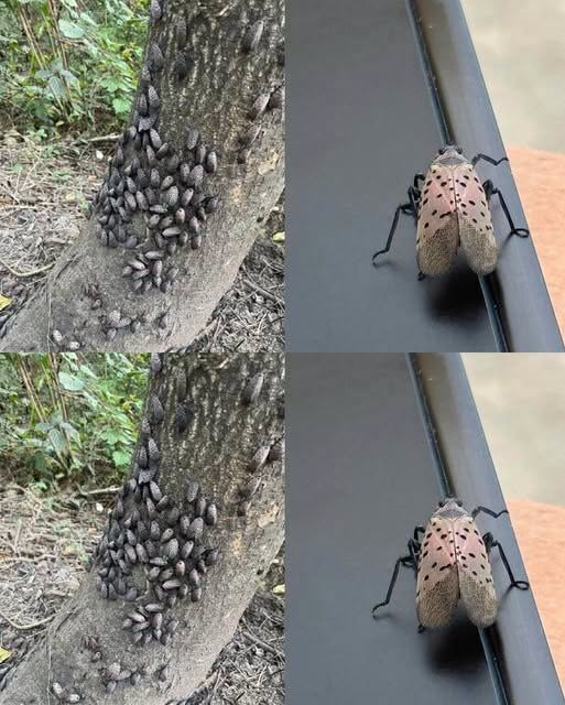 Seeing Unfamiliar Insects in Your Backyard? Here’s What to Know Before You Take Action