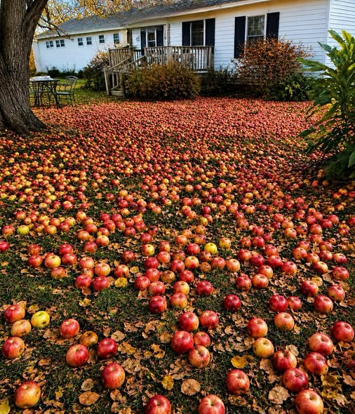 My New Neighbor Wanted My Husband’s Apple Tree Gone—Then Hundreds of Apples Suddenly Covered My Yard