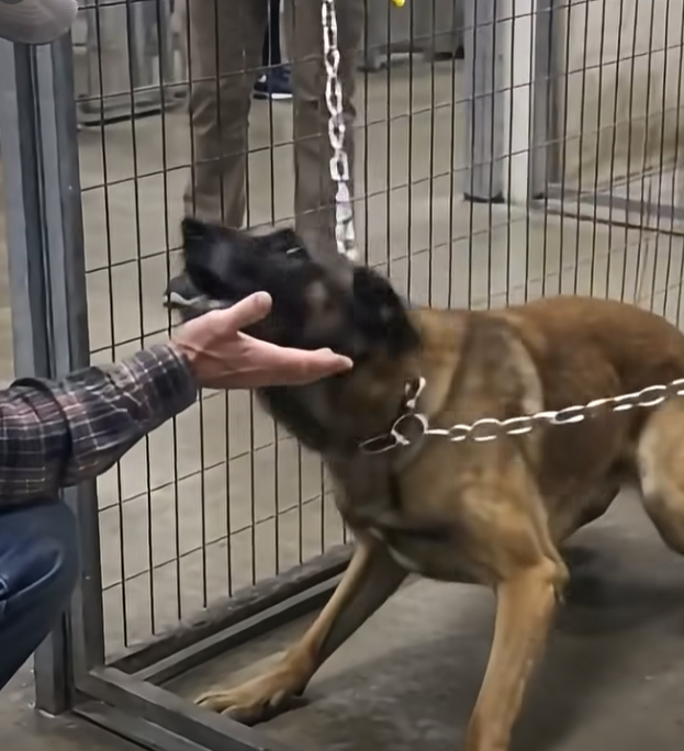 The Shelter Dog Everyone Feared Went Silent When the Old Delivery Man Spoke One Word