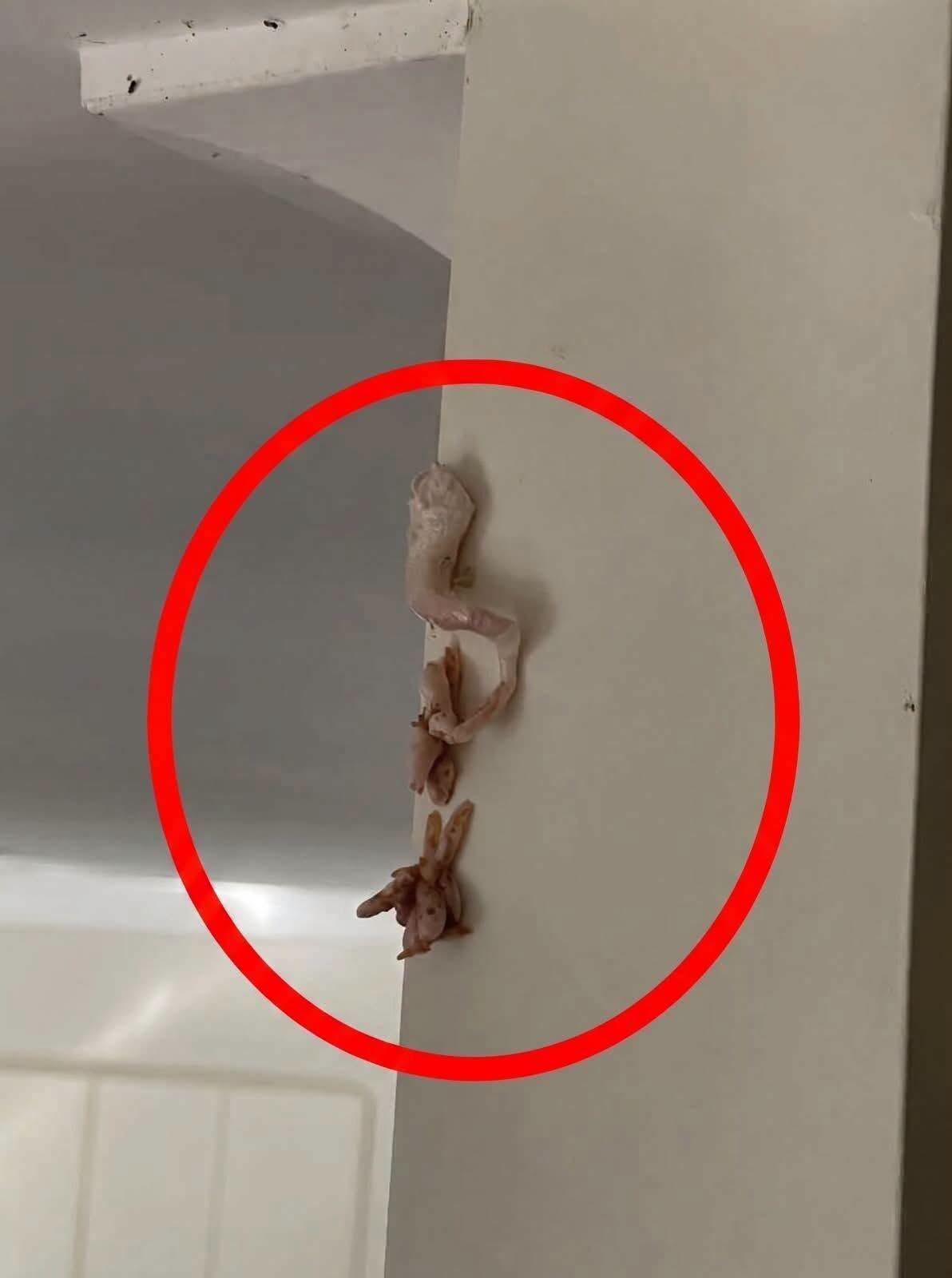 I Noticed Something Strange on My Wall This Morning and Couldn’t Figure Out What It Was—It Looked Pinkish, Had an Unusual Foamy Texture, and Was About 8 Centimeters Long