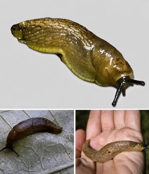 Why Is a Slug Coming Into Your House? What It May Really Tell You About Your Home and Garden
