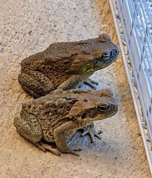 Why Toads Choose Your Yard: What Their Presence Means and How to Make Your Garden Wildlife-Friendly