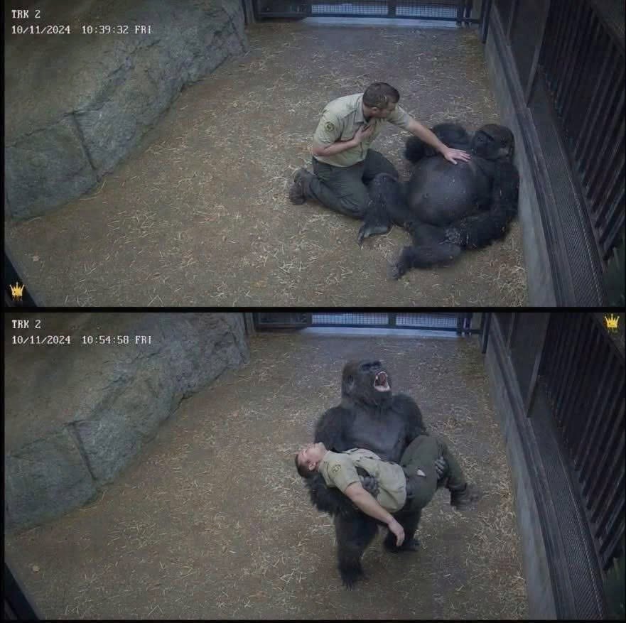 An Unbreakable Bond Between Species: How a Gentle Sanctuary Gorilla Saved the Life of His Dedicated Caretaker