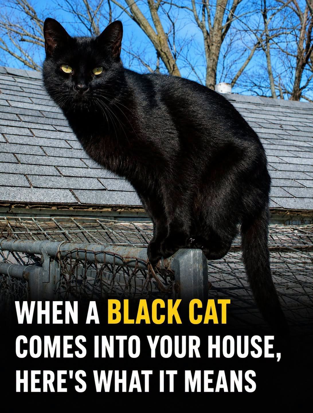 What Does It Really Mean When a Black Cat Walks Toward You? Exploring the Fascinating History, Symbolism, and Cultural Beliefs Behind This Common Encounter