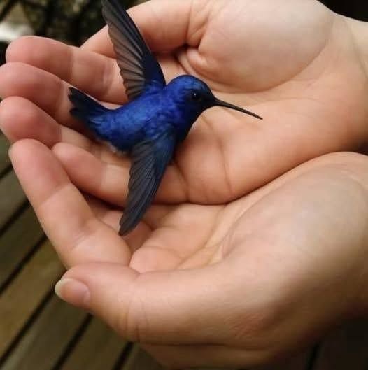 When a Bird Flies Into Your Home, Many People Believe It Has a Special Meaning—Here’s What Different Cultures, Traditions, and Modern Interpretations Say