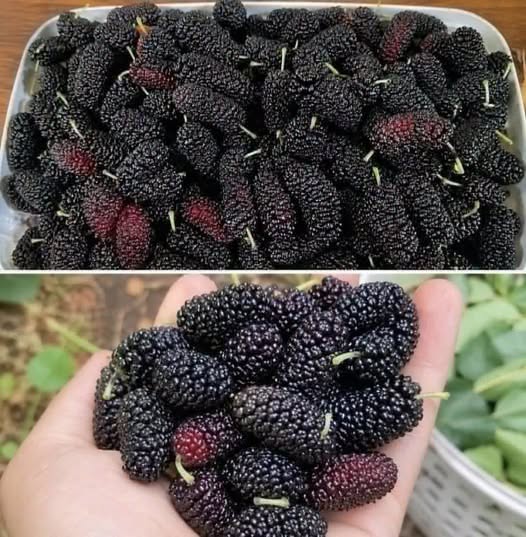 Have You Ever Tried This Seasonal Fruit? Discover Its Name, Nutritional Benefits, and Simple Ways to Enjoy It as Part of a Healthy, Balanced Diet