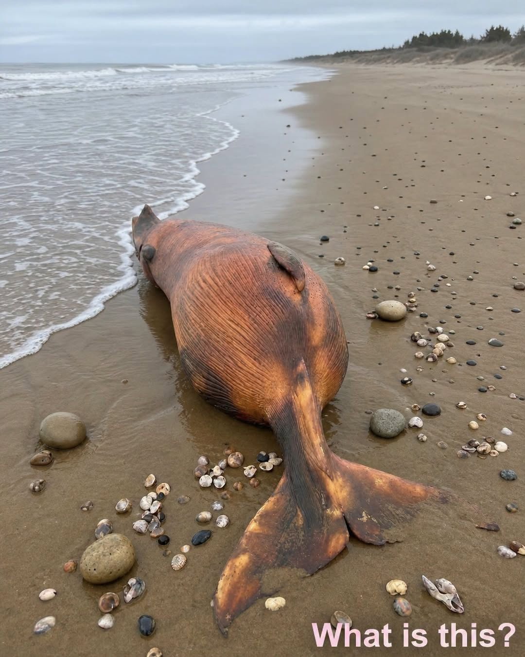 I Went for an Early Morning Walk on the Beach and Suddenly Spotted Something Unusual on the Shore—After Looking at It for Nearly an Hour, I Still Couldn’t Figure Out What It Was
