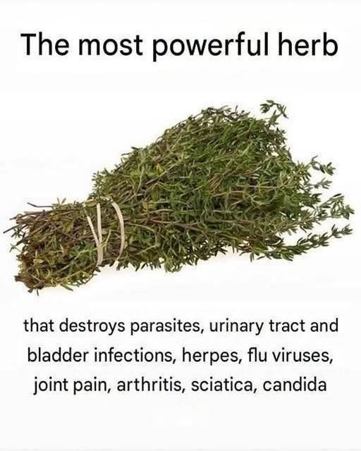 The Powerful World of Traditional Herbs: What Research Says About Plant-Based Ingredients, Digestive Health, Urinary Wellness, and Safe Everyday Use