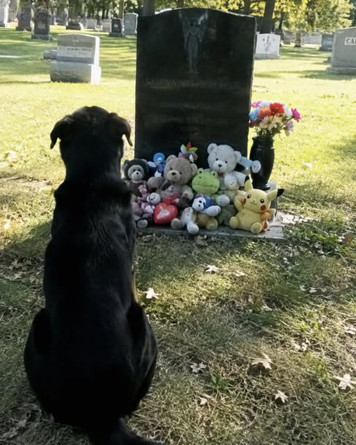 A Mysterious Dog Appeared at My Son’s Grave Every Week for Months, So One Quiet Sunday I Followed Him Home and Discovered Someone From My Son’s Past Standing at the Door