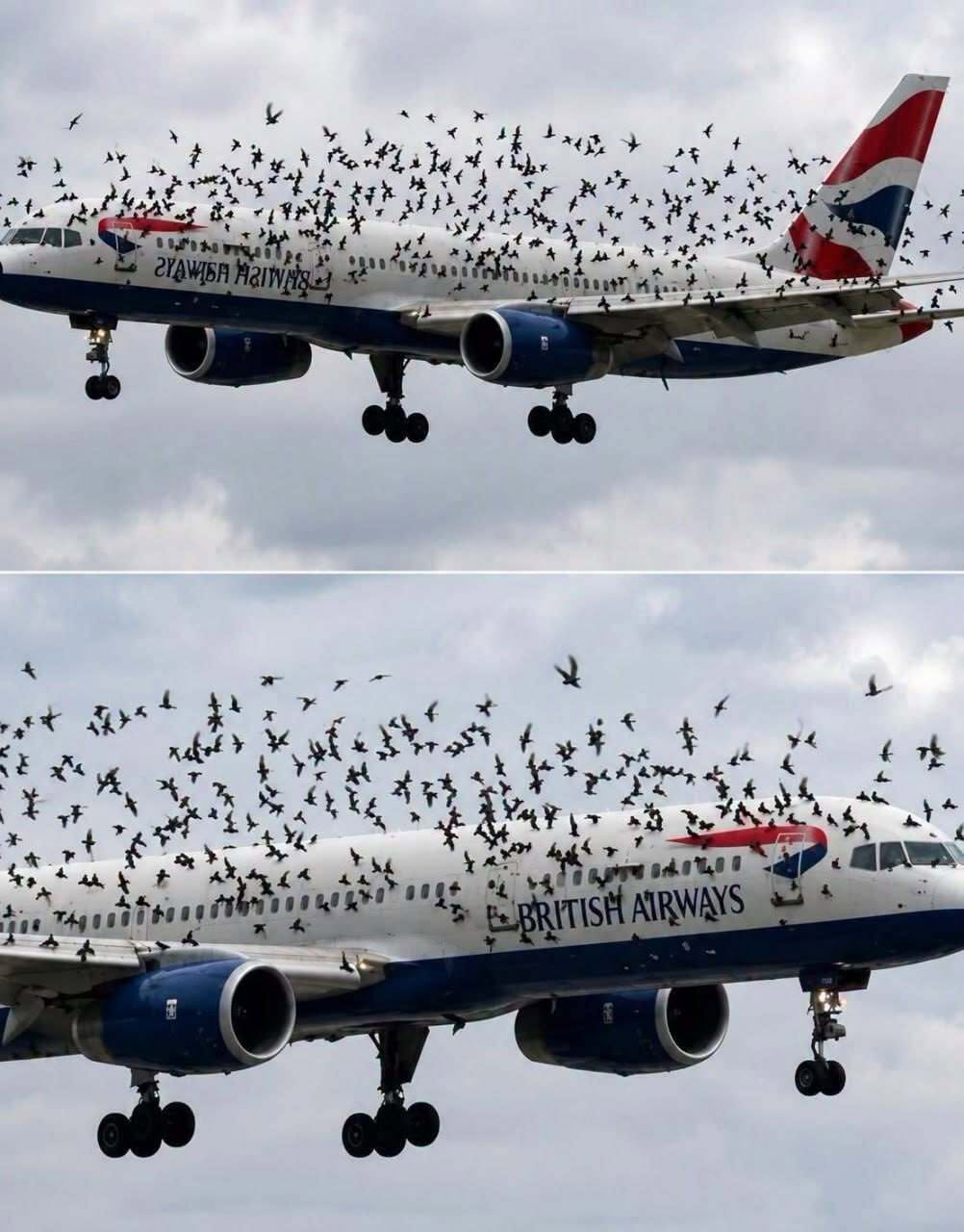 The Pilot Couldn’t Understand Why a Flock of Birds Kept Following His Aircraft—Until One Unexpected Discovery Finally Revealed the Remarkable Reason Behind It All