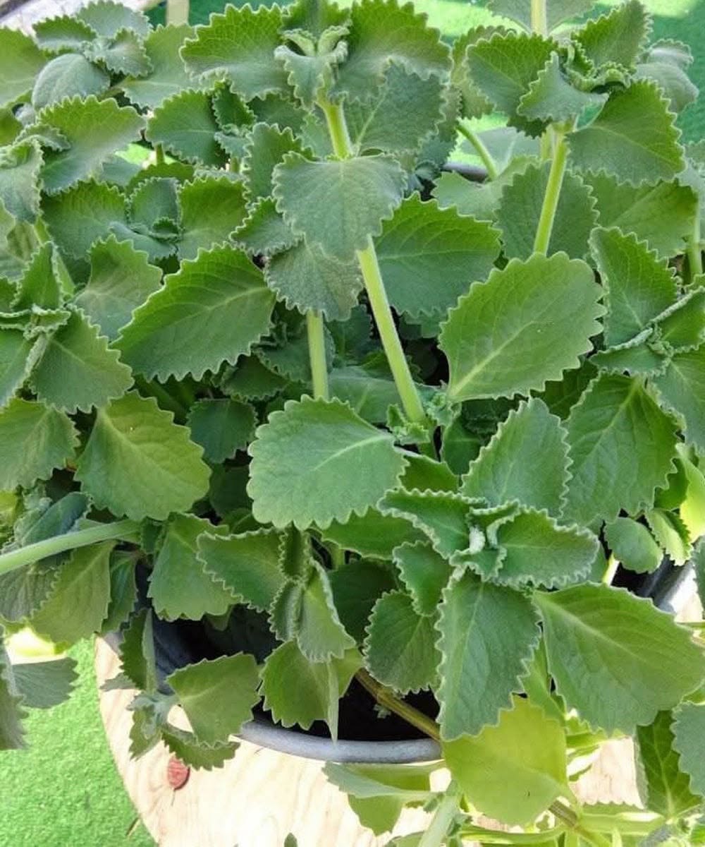 What Happens When You Add Oregano to Your Daily Meals? A Practical Guide to Its Nutrients, Traditional Uses, Possible Benefits, and Healthy Ways to Enjoy This Flavorful Herb