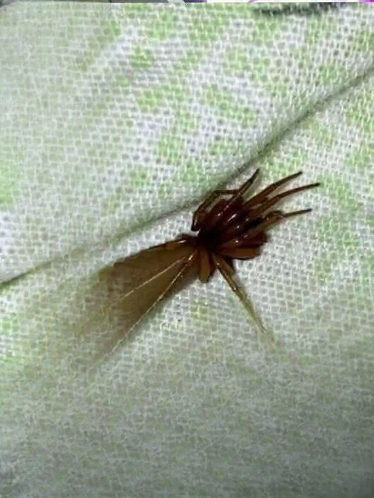 Meet the Striking Red-Fanged Wandering Spider: A Nocturnal Hunter That Searches for Prey Instead of Waiting in a Web