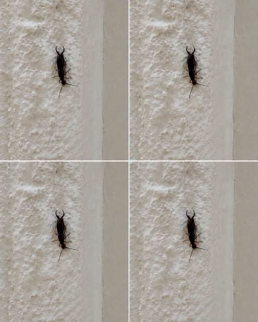 Found an Unfamiliar Insect Inside Your Home? Here Are the Most Common Reasons It May Have Appeared, What It Could Mean, and What You Should Do Next