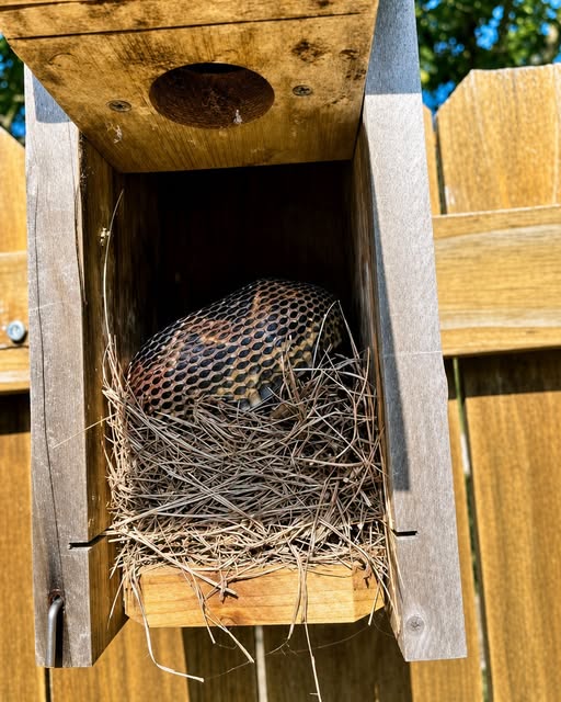10 Simple Ways to Make Your Yard Less Attractive to Snakes