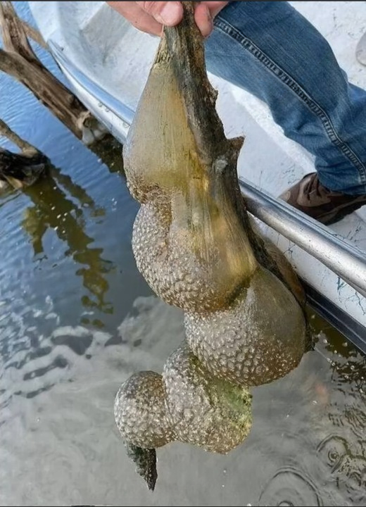 Strange Jelly-Like Clusters Found in an Oklahoma Lake Reveal a Fascinating Freshwater Organism