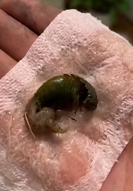 A Strange Green Object on Our Bathroom Floor Turned Out to Be a Fascinating Discovery