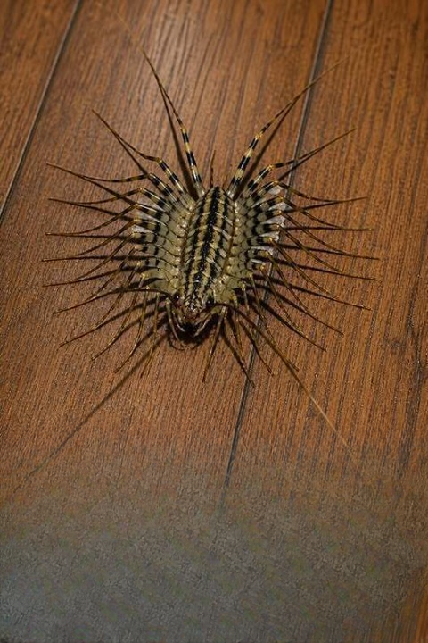 I Spotted a House Centipede Racing Across My Floor at 2 A.M.—What I Learned About These Strange Creatures Surprised Me