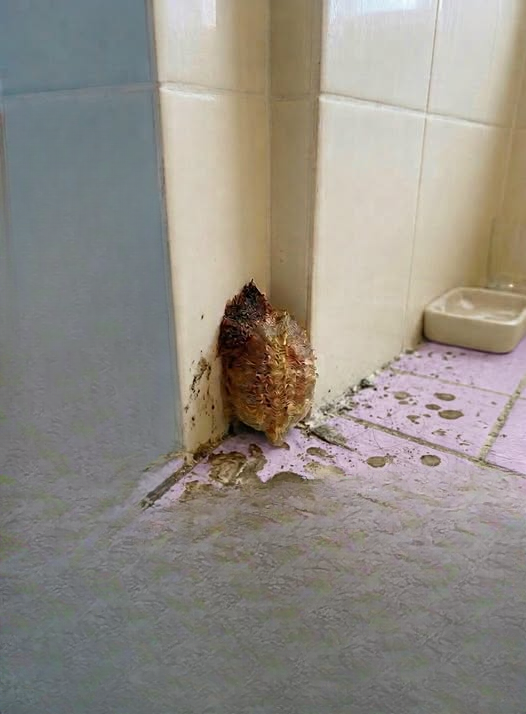 I Returned Home After Ten Days Away and Discovered an Unexpected Change in My Bathroom