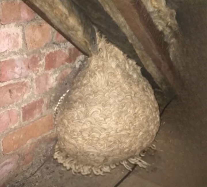 An Unexpected Attic Discovery Led One Family to a Hidden Backyard Shelter