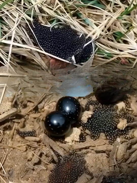 Found Tiny Eggs in Your Yard? How to Identify Them and Keep Your Home and Outdoor Space Healthy
