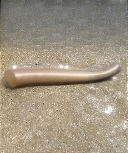Trumpet Worm Tubes: Exploring Nature’s Remarkable Designs and the Wonders Hidden Beneath the Sand