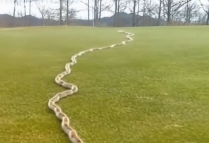 A Startling Discovery in the Grass: The Surprising Natural Secrets Hidden in Your Yard