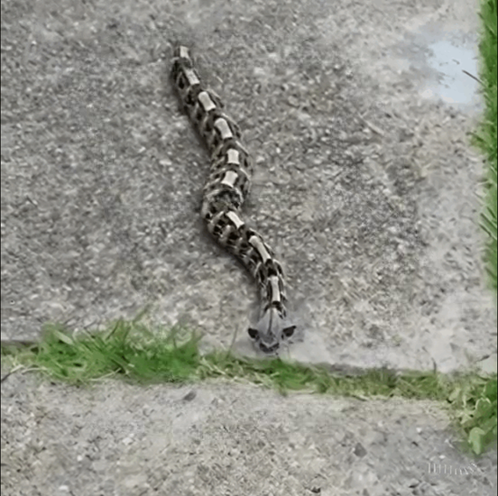 I Spotted Something in the Yard This Morning — What I Discovered Was a Snake That Deserves Respect