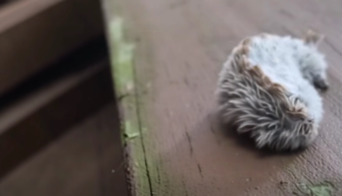An Unusual Furry Animal Spotted on a Park Bench Sparks Curiosity Among Families
